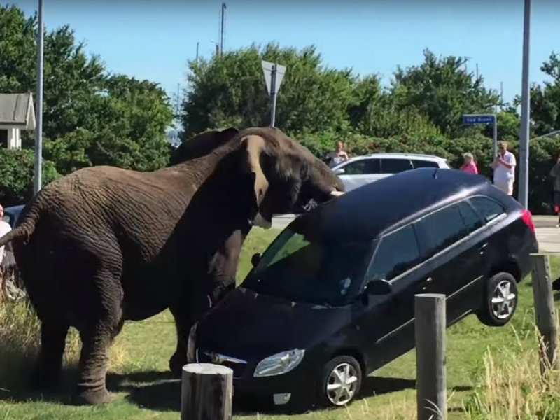 The most dangerous animal. Слон сел на машину. Нападение слона на автомобиль.