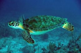 φωλιά θαλάσσιων χελωνών