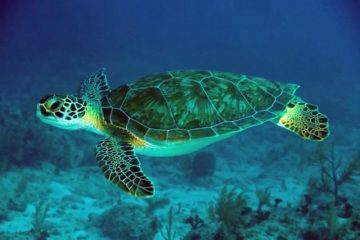 φωλιά θαλάσσιων χελωνών